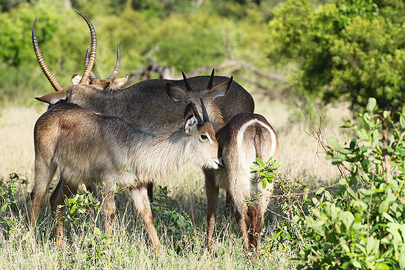 Common waterbuck - Sabi Sand