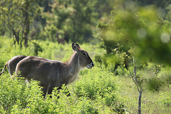 Common waterbuck - Sabi Sand