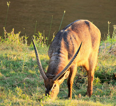 Common waterbuck