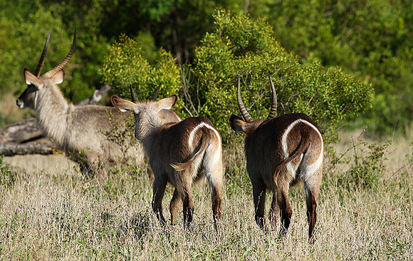 Common waterbuck - Sabi Sand