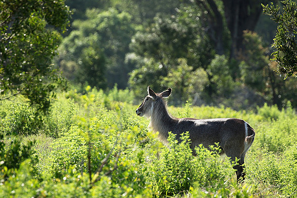 Common waterbuck - Sabi Sand