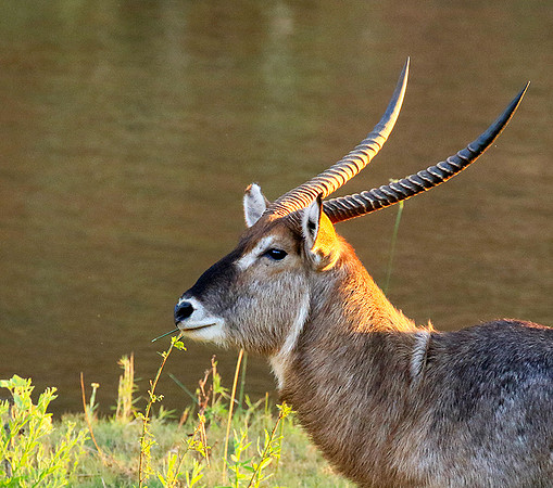 Common waterbuck