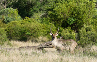 Common waterbuck - Sabi Sand
