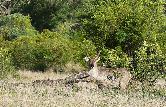 Common waterbuck - Sabi Sand
