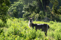 At Sabi Sand