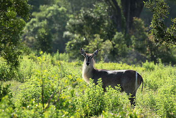 At Sabi Sand