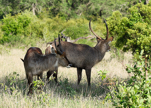Common waterbuck - Sabi Sand