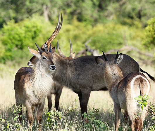 Common waterbuck - Sabi Sand