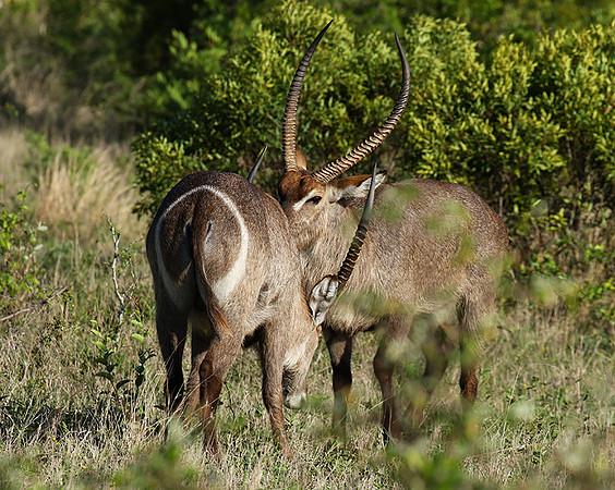 Common waterbuck - Sabi Sand