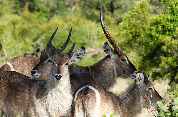 Common waterbuck - Sabi Sand