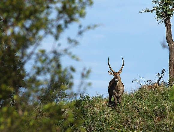 Common waterbuck - Sabi Sand