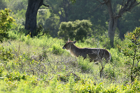 Common waterbuck - Sabi Sand