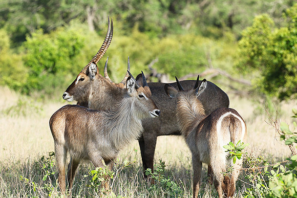 Common waterbuck - Sabi Sand
