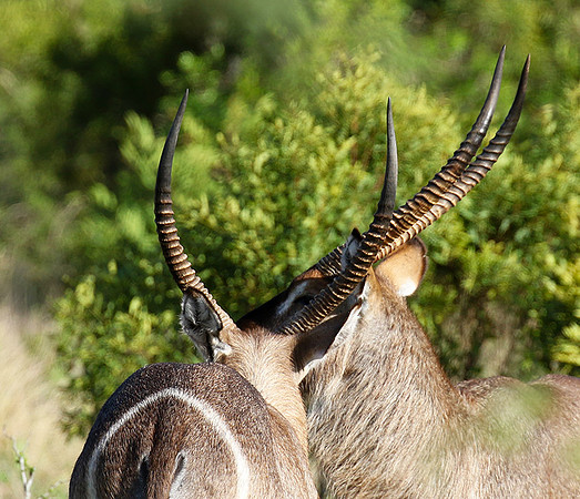 Common waterbuck - Sabi Sand
