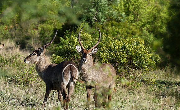 Common waterbuck - Sabi Sand