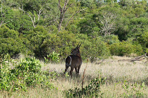 Common waterbuck - Sabi Sand