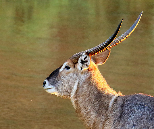 Common waterbuck