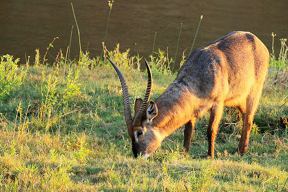 Common waterbuck