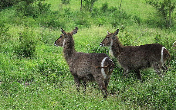 Common waterbuck - Mala Mala