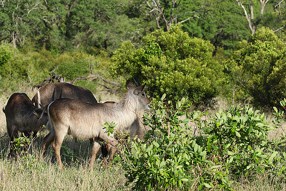 Common waterbuck - Sabi Sand