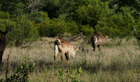 Common waterbuck - Sabi Sand