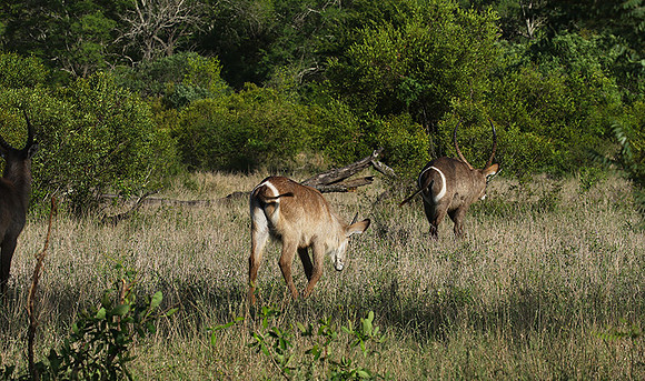 Common waterbuck - Sabi Sand