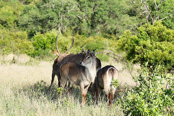 Common waterbuck - Sabi Sand