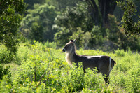 At Sabi Sand