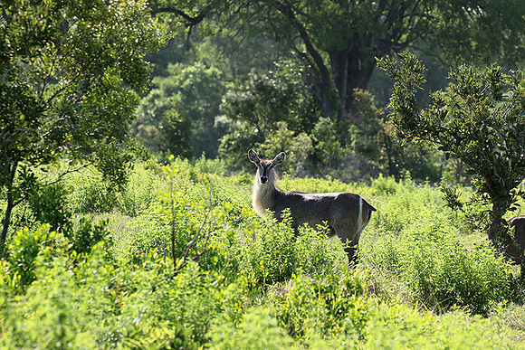 Common waterbuck - Sabi Sand