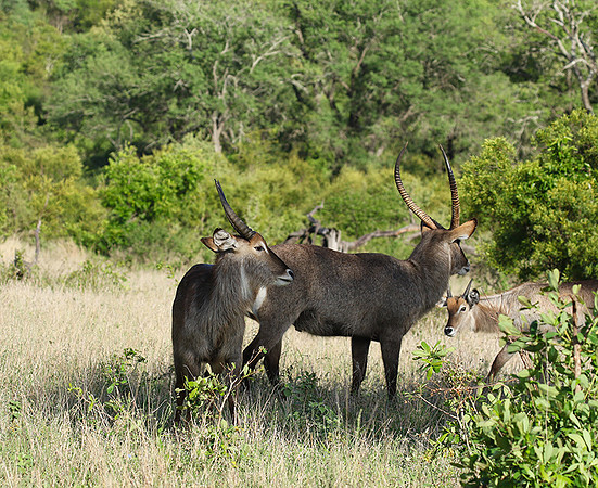 Common waterbuck - Sabi Sand