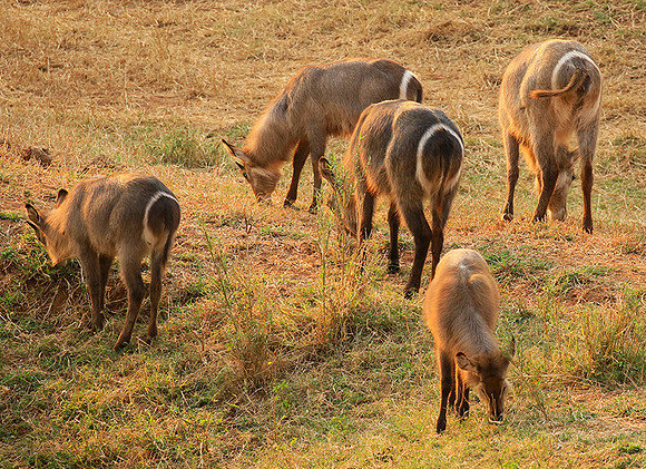 Common waterbuck