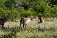 Common waterbuck - Sabi Sand