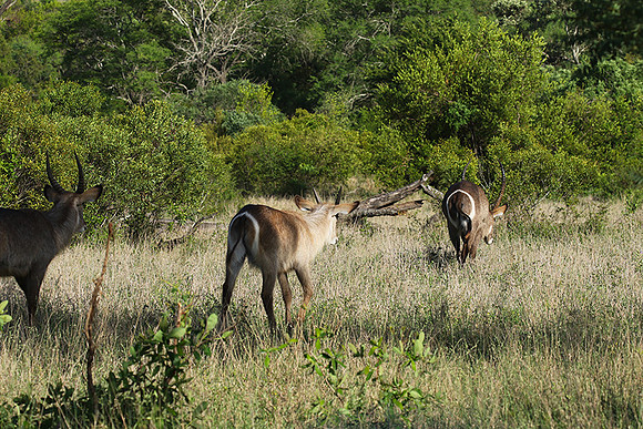 Common waterbuck - Sabi Sand