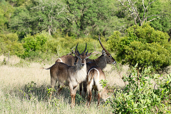Common waterbuck - Sabi Sand