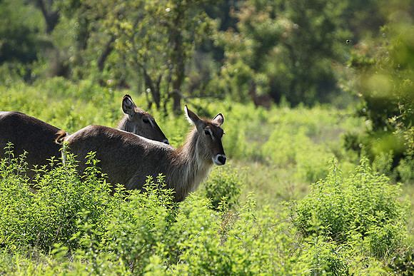 At Sabi Sand