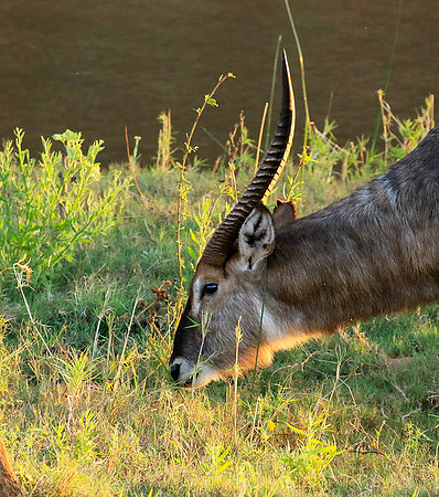 Common waterbuck