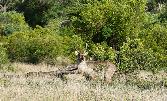 Common waterbuck - Sabi Sand
