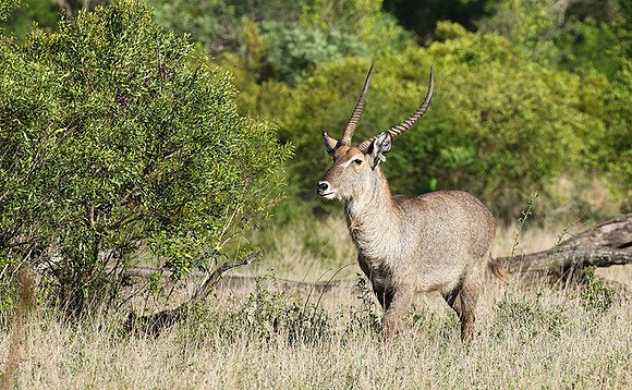 Common waterbuck - Sabi Sand