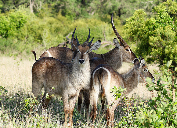 Common waterbuck - Sabi Sand
