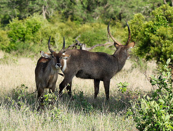 Common waterbuck - Sabi Sand