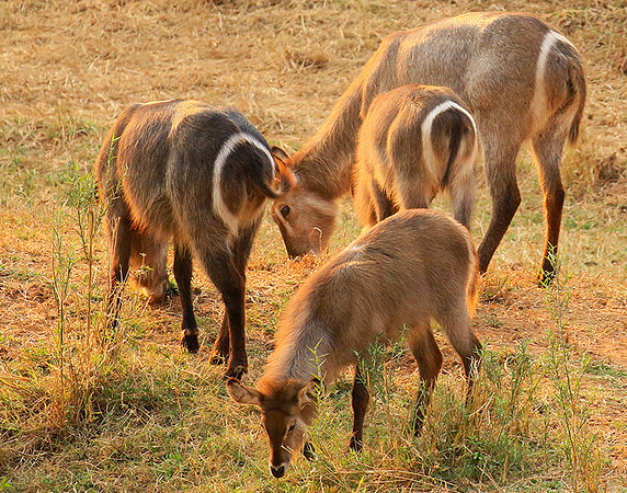 Common waterbuck