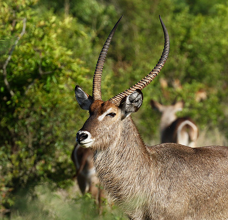 Common waterbuck - Sabi Sand