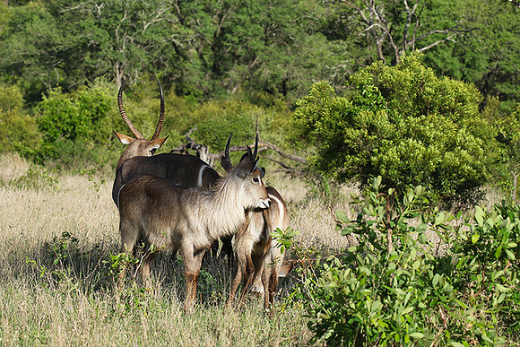 Common waterbuck - Sabi Sand