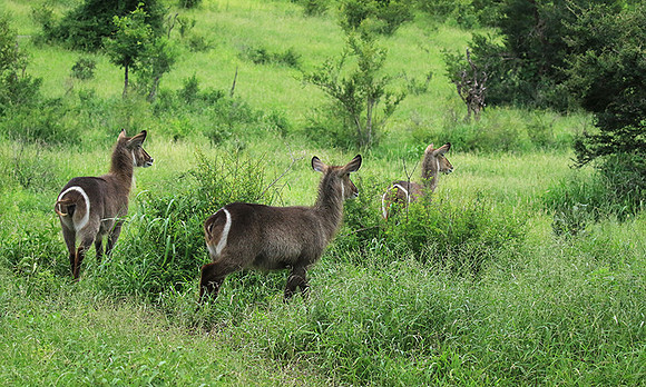 Common waterbuck - Mala Mala