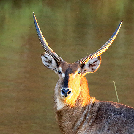 Common waterbuck