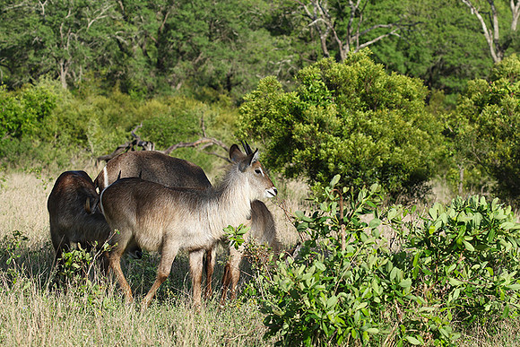 Common waterbuck - Sabi Sand