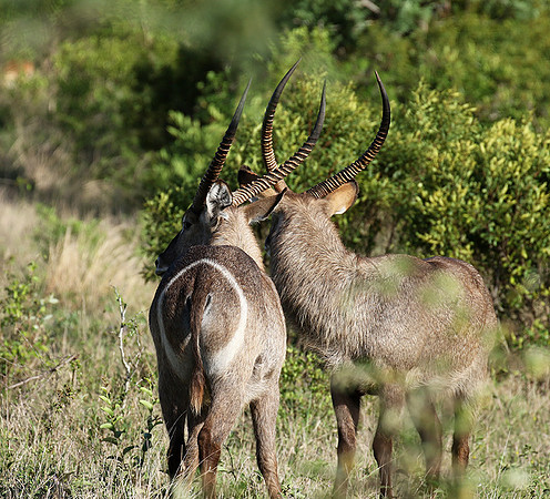 Common waterbuck - Sabi Sand
