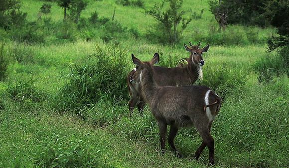 Common waterbuck - Mala Mala