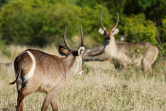 Common waterbuck - Sabi Sand