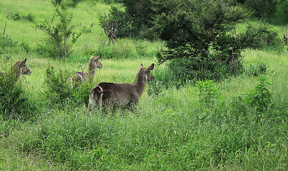 Common waterbuck - Mala Mala